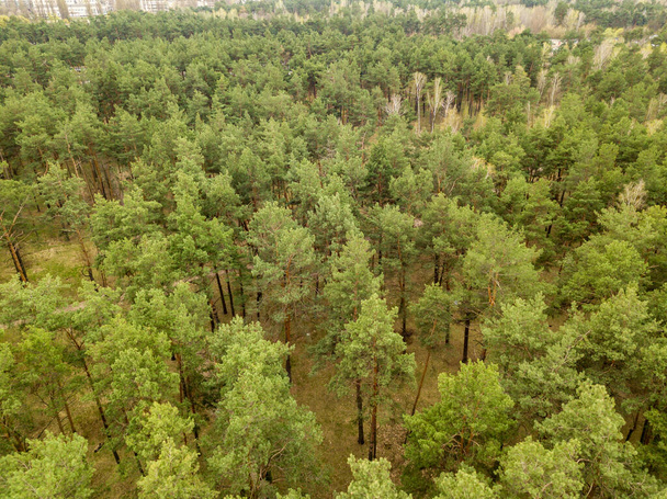 Pine trees in a coniferous forest in early spring. Aerial drone view. - Photo, Image