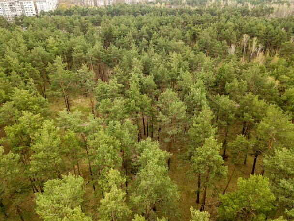 Borovice v jehličnatém lese na jaře. Zobrazení leteckých dronů. - Fotografie, Obrázek
