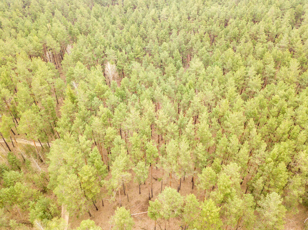 Dennenbomen in een naaldbos in het vroege voorjaar. Luchtdrone zicht. - Foto, afbeelding