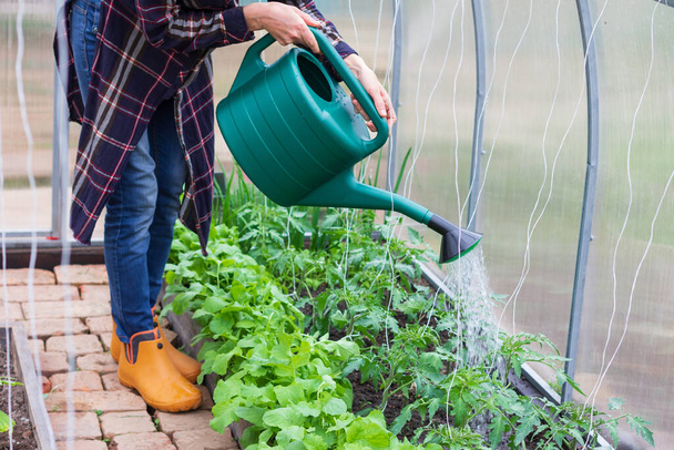 young woman works in a greenhouse, pours water from a watering can over tomato bushes, cucumbers and radishes on a spring morning - Photo, image