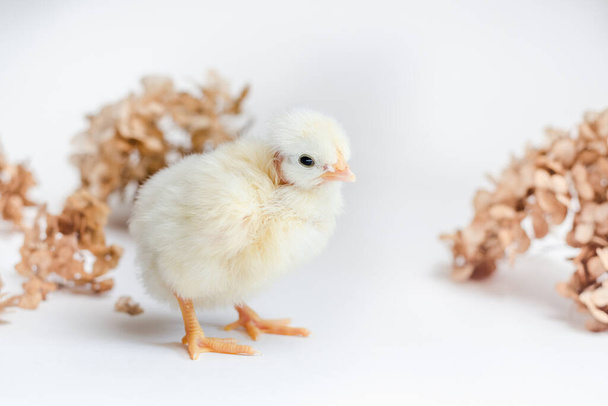 Beyaz yeni doğmuş tavuk ve kuru ortanca beyaz yüzeyde - Fotoğraf, Görsel