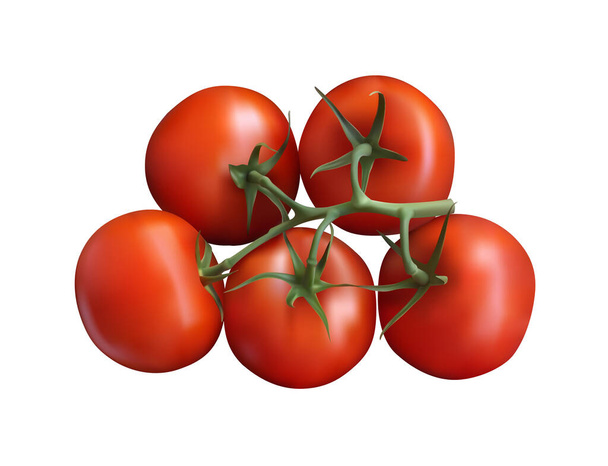 Five red tomatoes in one bunch on a white background. 3d vector illustration - Vector, Image