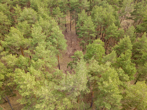 Pini in una foresta di conifere all'inizio della primavera. Vista aerea drone. - Foto, immagini