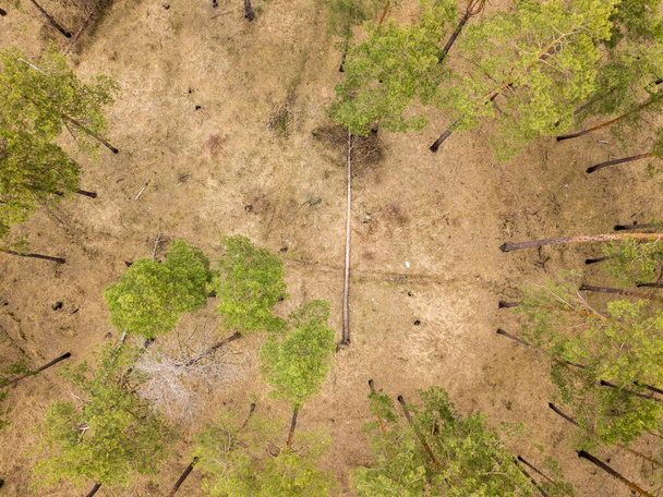 Kiefern im Nadelwald im zeitigen Frühjahr. Drohnenblick aus der Luft. - Foto, Bild