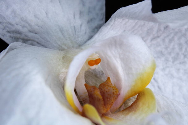 orchidea bianca fiore macro foto - Foto, immagini