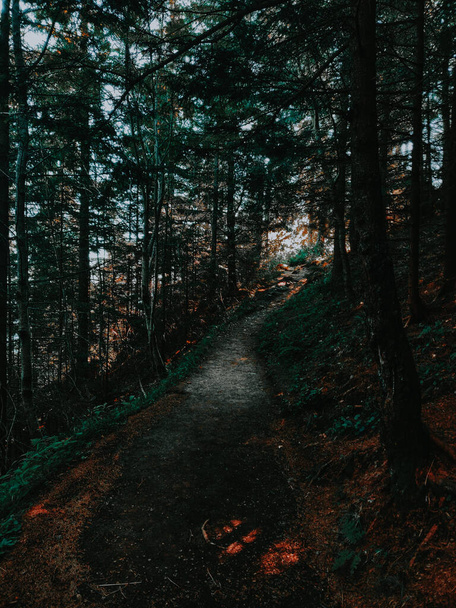 a dark trail amid the trees and green-red grass in the forest - Photo, image