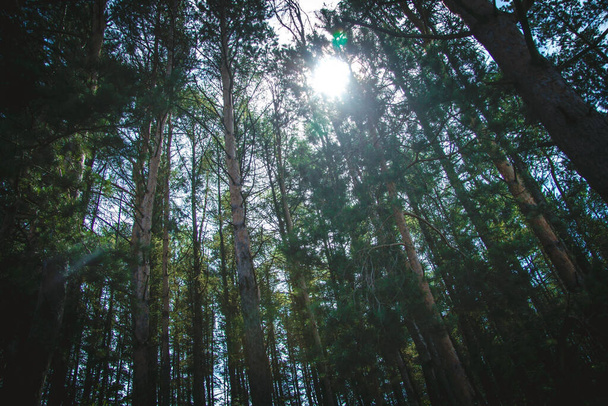 A low angle shot of the sun shining through tall trees in the forest - Foto, Imagem