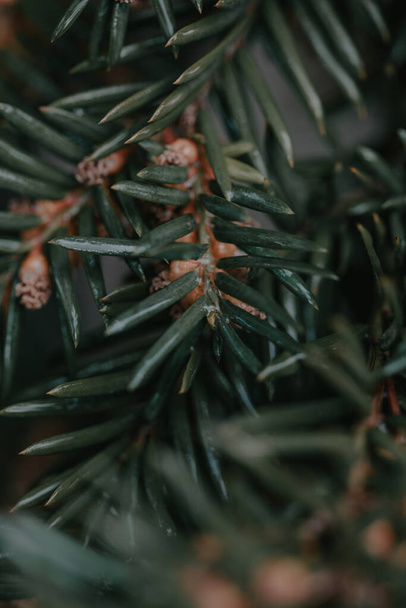 a vertical shot of spruce shoots with sharp leaves - Foto, Imagem