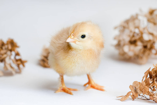 Красный новорожденный цыпленок и сухие гортензии на белом фоне - Фото, изображение