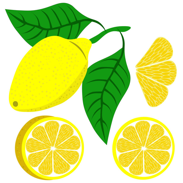 Frutto al limone con foglie, fette di limone e spicchi isolati su fondo bianco. Clipart, vettore. - Vettoriali, immagini
