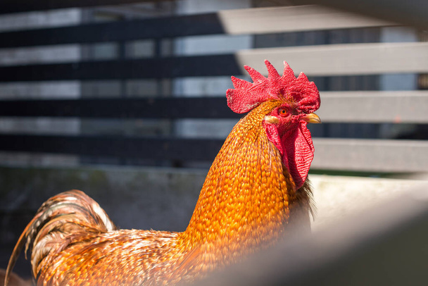 Ένας ενήλικος κόκορας κοτόπουλου σε μια φάρμα με επιλεκτική εστίαση στο κεφάλι του. - Φωτογραφία, εικόνα