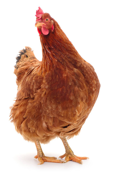 Young brown hen isolated on white background. - Photo, Image