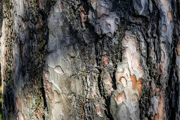 Μια απρόσκοπτη υφή του φλοιού δέντρο - δροσερό για ταπετσαρία ή φόντο, μακροεντολή φωτογραφία - Φωτογραφία, εικόνα