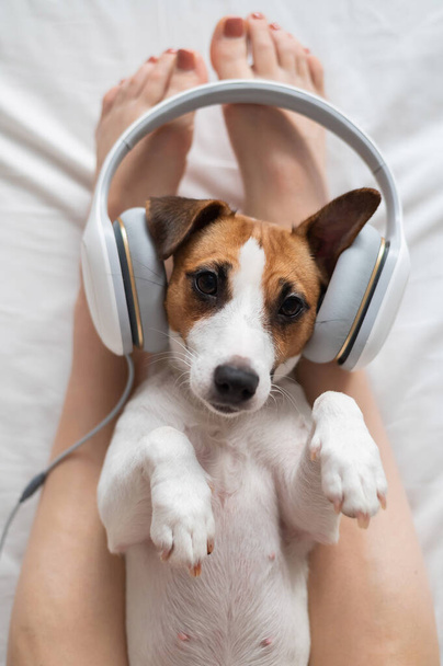 Cute dog jack russell terrier lies on its back on the legs of its owner and listens to music on headphones. - Photo, Image