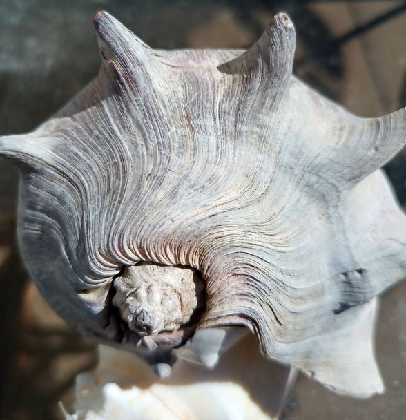 Muschel mit Nahaufnahme des Vorderteils - Foto, Bild