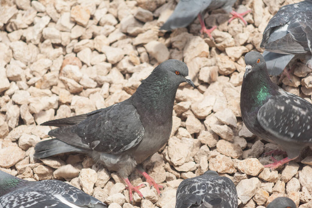 pigeons on a pile of lime rubble against a blue sky - Фото, изображение