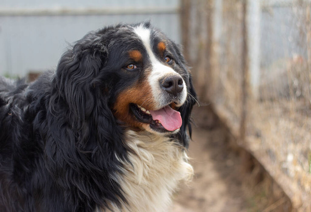 Retrato de un perro de montaña bernés de cerca al aire libre - Foto, Imagen