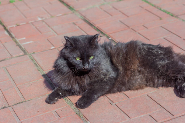 Güzel pofuduk siyah bir kedi güneş ışığında kaldırımda yatıyor. - Fotoğraf, Görsel