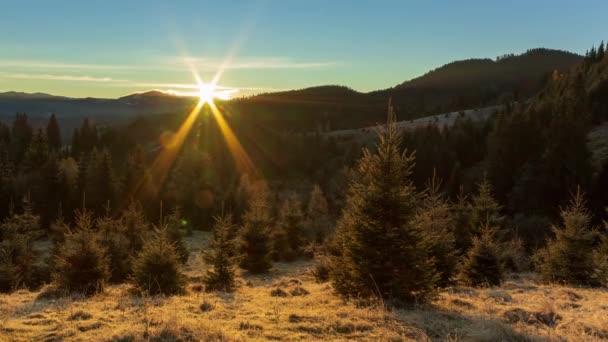 早朝の日当たりの良い森。太陽は最初に枝を突破し、空気中に美しい光線を形成します。霜で覆われた草。カルパチア山脈。ウクライナ - 映像、動画
