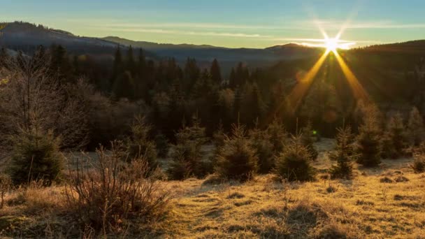 早朝の日当たりの良い森。太陽は最初に枝を突破し、空気中に美しい光線を形成します。霜で覆われた草。カルパチア山脈。ウクライナ - 映像、動画