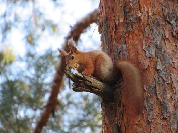 Squirrel with a nut on a branch - Photo, Image