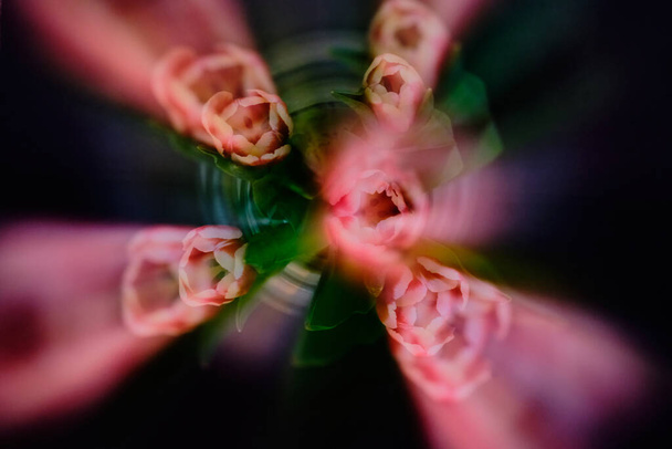 Lo zoom astratto sfocato su cinque tulipani rossi e bianchi produce un'immagine drammatica con impronte di tulipano che si irradiano dal centro. sfondo scuro aggiunge impatto. - Foto, immagini