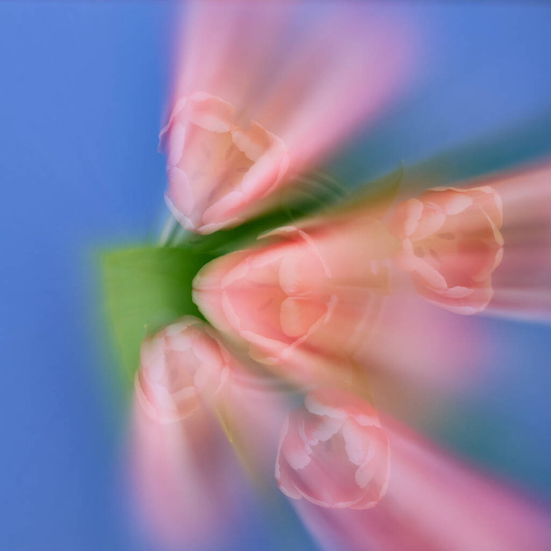 Off-center zoom burst crea astratto di tulipani radicare da un lato. Il rosso, il verde e il blu dominanti creano una triade di colori armoniosa. - Foto, immagini