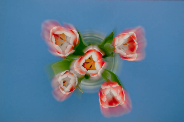 Abstract. Tulipani rossi e bianchi leggermente sfocati con sfocatura zoom dall'alto per creare morbide astrazioni in rosso, verde e blu con nuclei tulipani gialli. - Foto, immagini