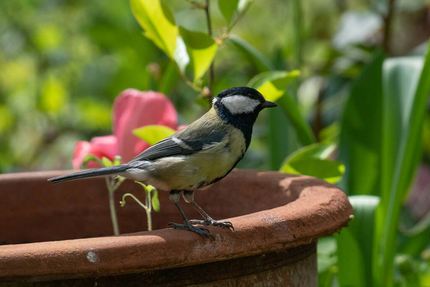 Great tit on the edge of a flower pot in the garden. - Foto, Imagen