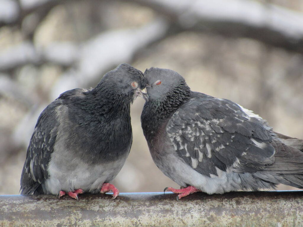 Pipodaki güvercinler - Fotoğraf, Görsel