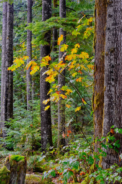 Deciduous tree leaves are turning  yellow, orange and brown, and stand-out in contrast to coniferous forest trunks, dark greens and moss.  Shannon Falls, BC. - Photo, Image