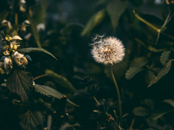 Dandelion seeds and flower - Photo, Image