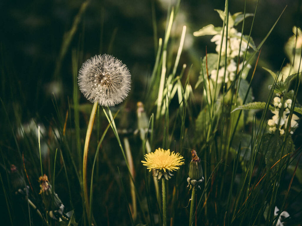 Karahindiba tohumu ve çiçek - Fotoğraf, Görsel