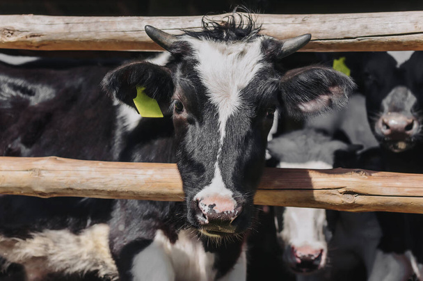calf on a rural farm in a stall - Fotó, kép