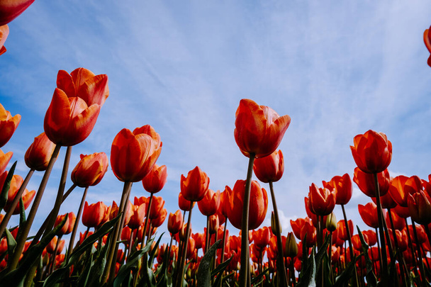 Pole tulipanów w Holandii, kolorowe pola tulipanów w Flevoland Noordoostpolder Holland, holenderskie widoki wiosny - Zdjęcie, obraz