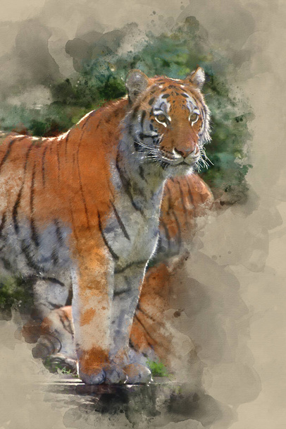 Pintura aquarela de tigre de Bengala ameaçado de extinção é cativeiro - Foto, Imagem