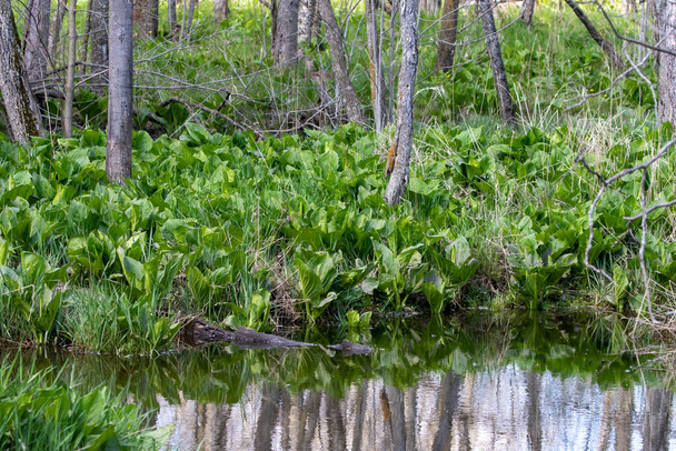 Le chou mouffette (Symplocarpus foetidus) est l'une des premières plantes indigènes à pousser et à fleurir au début du printemps dans le Wisconsin.. - Photo, image