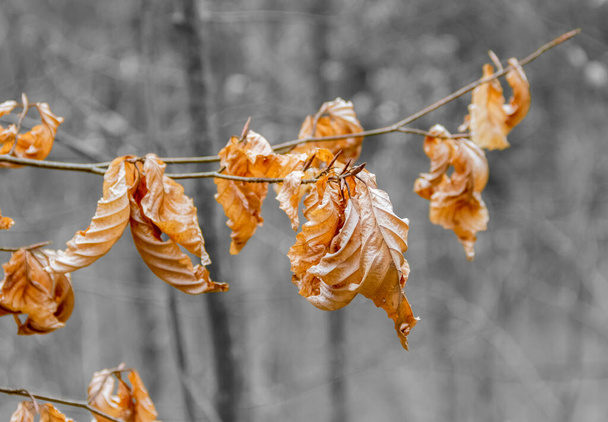 Detailní záběr suchého podzimního listí - Fotografie, Obrázek