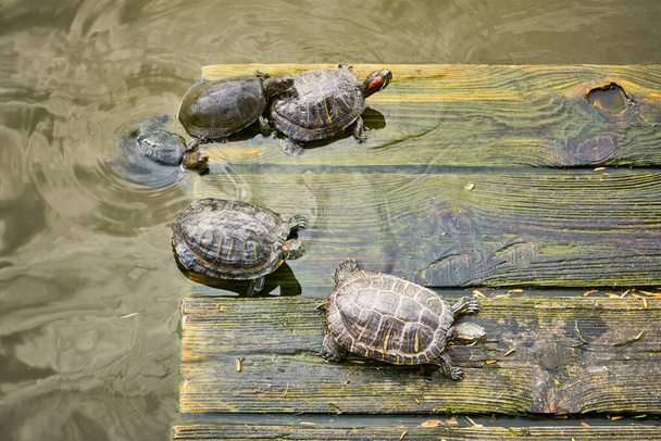 Schildkröten sonnen sich auf einer Holzplattform im Wasser - Foto, Bild