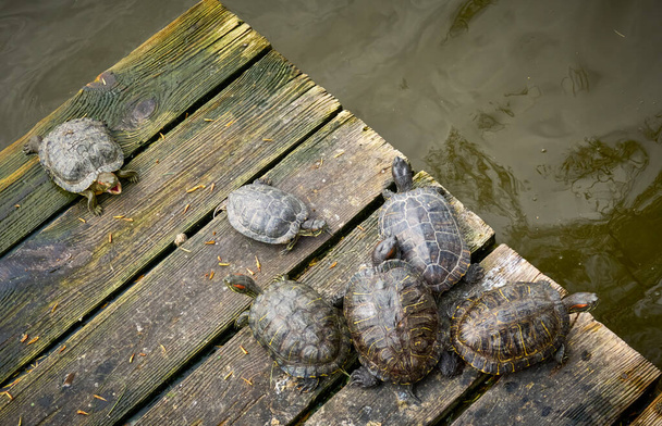 Schildkröten sonnen sich auf einer Holzplattform im Wasser, Blick von oben - Foto, Bild