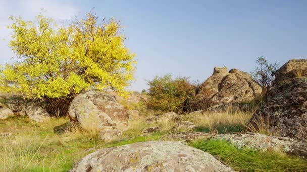 L'albero è vestito con un vestito autunnale. Canyon di Aktovsiy, Ucraina. Alberi autunnali e grandi massi di pietra intorno. Video in diretta - Filmati, video
