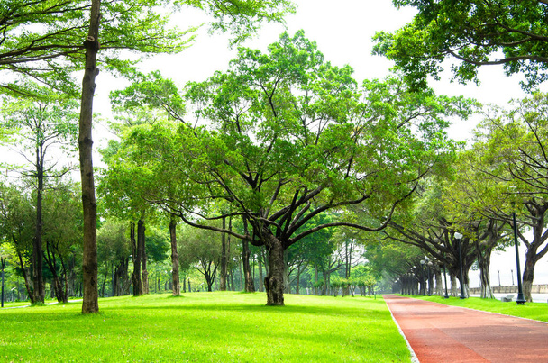 Banyan-Bäume in städtischen Parks in China - Foto, Bild