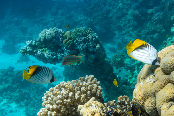 Schmetterlingsfische in der Nähe von Korallenriffen im Meer. Fadenflossen-Falterfisch mit schwarzen, gelben und weißen Streifen. bunte tropische Fische im Roten Meer, Ägypten. Blaues türkisfarbenes Wasser, Unterwasservielfalt.  - Foto, Bild