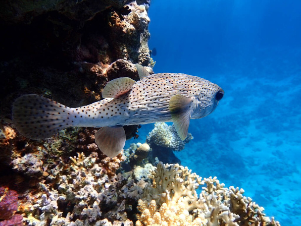 Porcupinefish (σκαντζόχοιρος ψάρια, blowfish, balloonfish, globefish, pufferfish) κοντά σε κοραλλιογενή ύφαλο, καθαρό μπλε τυρκουάζ νερό, ακτίνες του ήλιου λάμπει μέσα από την επιφάνεια του νερού. Ερυθρά Θάλασσα, Αίγυπτος. - Φωτογραφία, εικόνα