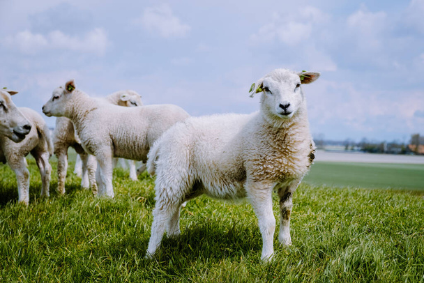 Jagnięta i owce na rowie holenderskiej nad jeziorem IJsselmeer, Widoki na wiosnę, Owce niderlandzkie na łące na zielonej trawie - Zdjęcie, obraz