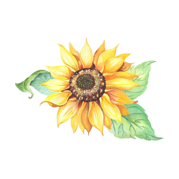 Sunflower with with green leaves. Helianthus izolated on white background. Watercolor yellow flower. - Photo, image