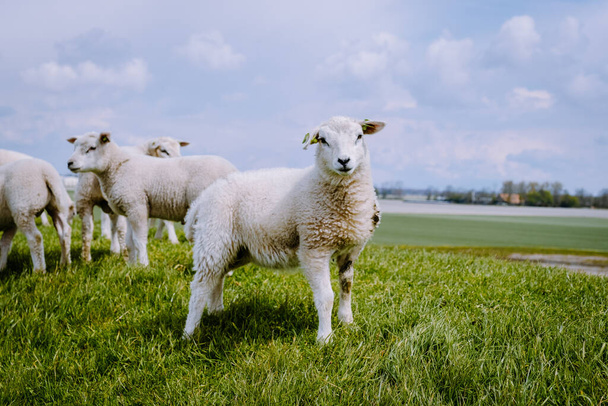 Lampaat ja lampaat hollantilaisella padolla järven rannalla IJsselmeer, Kevätnäkymä, Alankomaat Lampaat niityllä vihreällä ruoholla - Valokuva, kuva