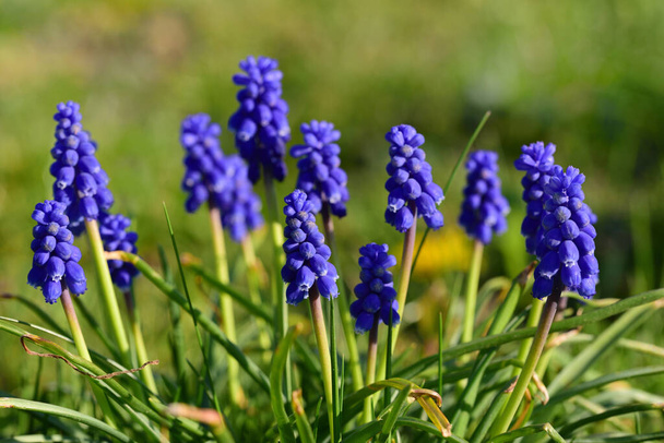 Keväällä useita sinisiä rypäleen hyasintteja (Muscari) kasvaa vierekkäin niityllä ja auringon valaisemina. - Valokuva, kuva