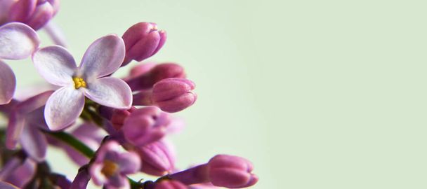 Fondo de flores lila con espacio de copia - Foto, Imagen