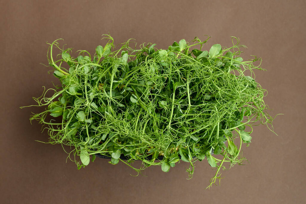 Micro greens cabbage sprouts on brown background. Healthy food concept. Copy space. - Photo, Image
